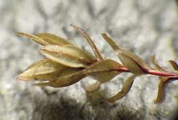 Image of Blytt's calcareous moss