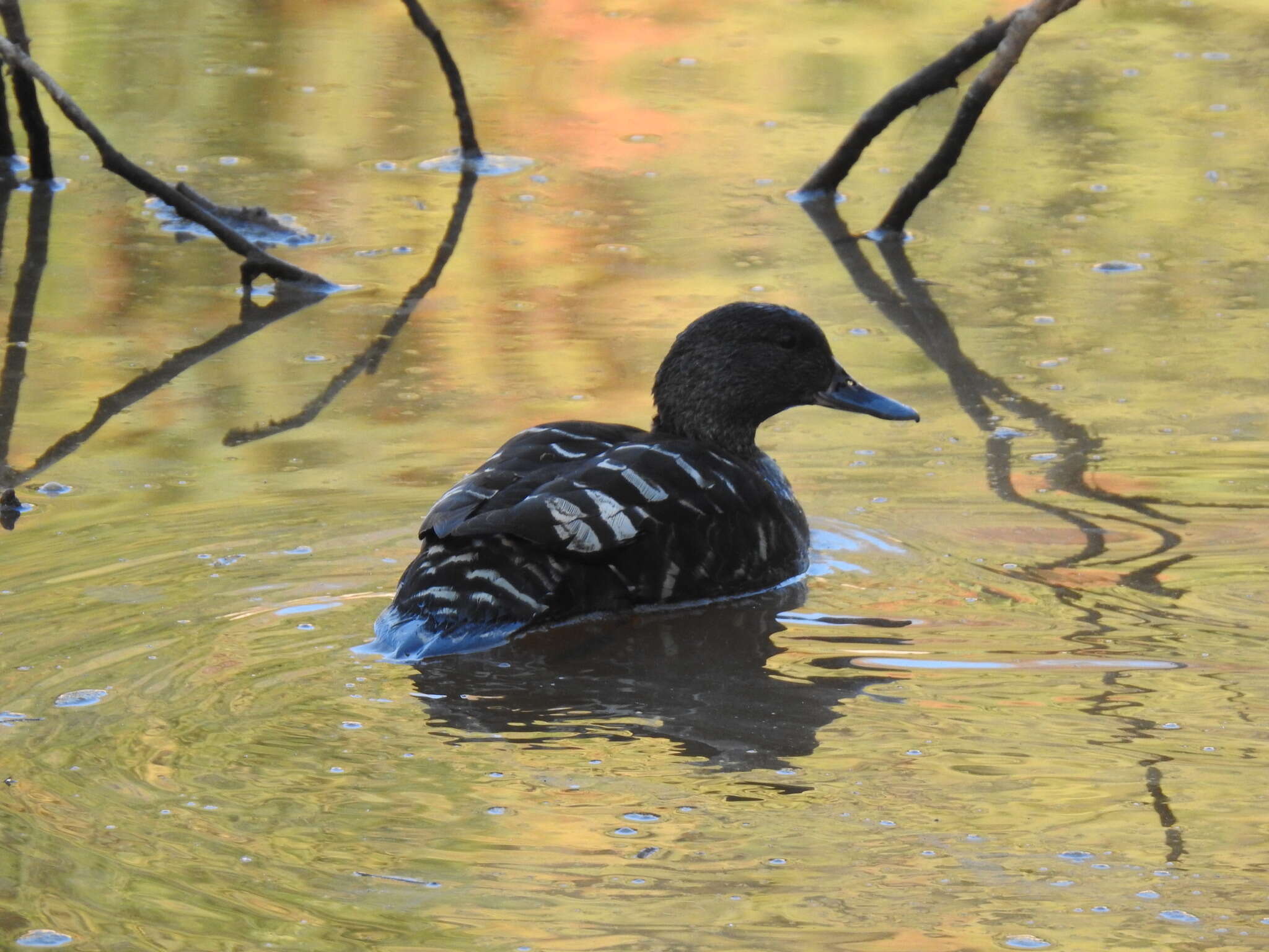 Image of African Black Duck