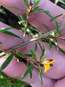 Imagem de <i>Pultenaea rariflora</i>