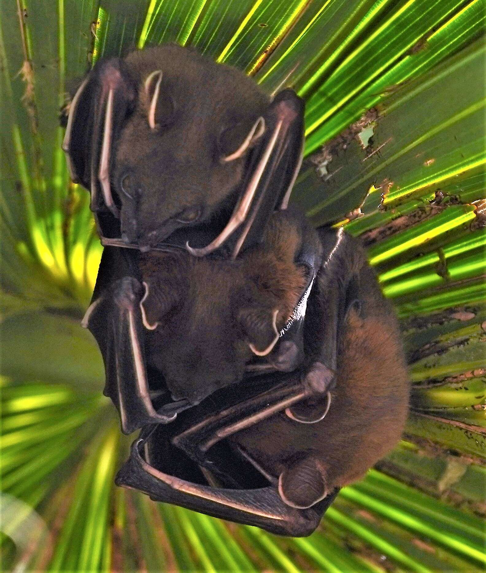 Image of greater short-nosed fruit bat