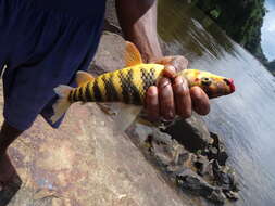 Image of Banded leporinus