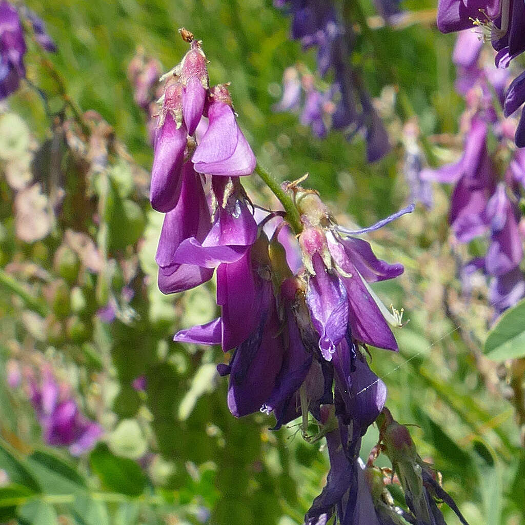 Image of Hedysarum hedysaroides subsp. hedysaroides