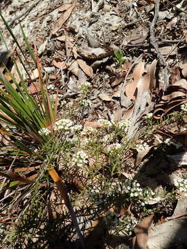 Imagem de Platysace ericoides (Sieb. ex DC.) C. Norman