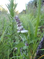 Image of Platostoma rotundifolium (Briq.) A. J. Paton