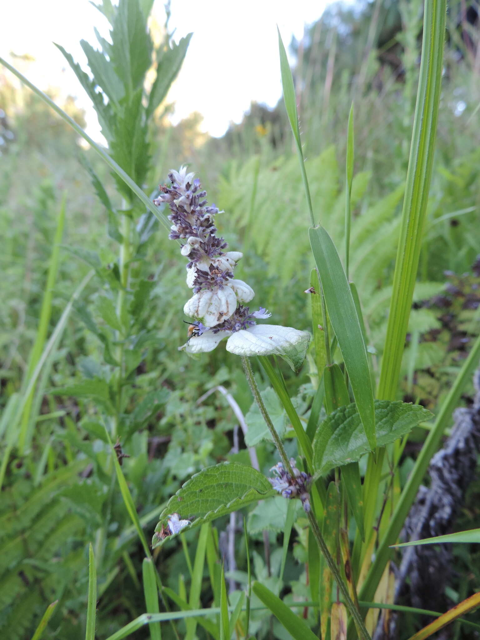 Image of Platostoma rotundifolium (Briq.) A. J. Paton