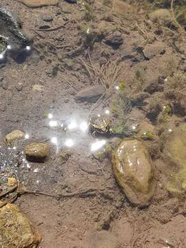 Image of Atacama Toad