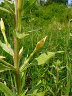 Imagem de Oenothera villosa Thunb.