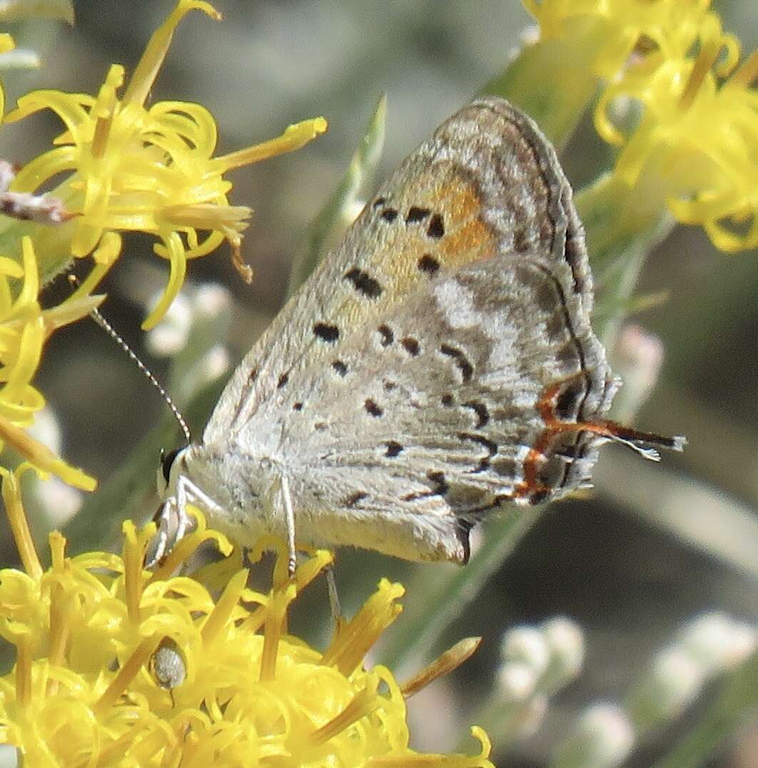 Image of Tharsalea arota (Boisduval 1852)