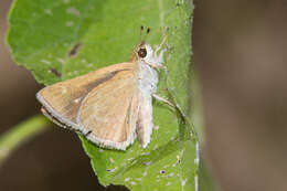 Image of Julia's Skipper