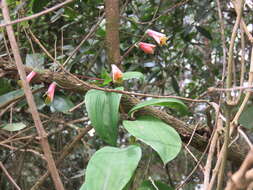 Image of Bomarea edulis (Tussac) Herb.