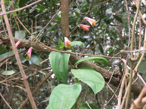 Image of Bomarea edulis (Tussac) Herb.