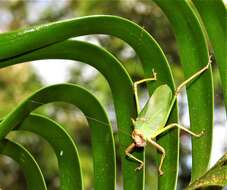 Imagem de Ozphyllum naskreckii Rentz, D. C. F., Y. Su & Ueshima 2007