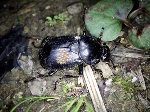 Image of Nicrophorus (Nicrophorus) concolor (Kraatz 1877)