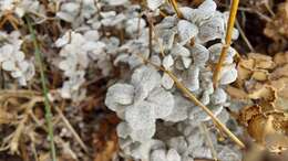 Image of Calceolaria polifolia Hook.