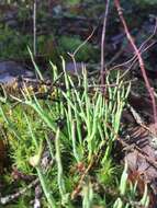 Image of cup lichen