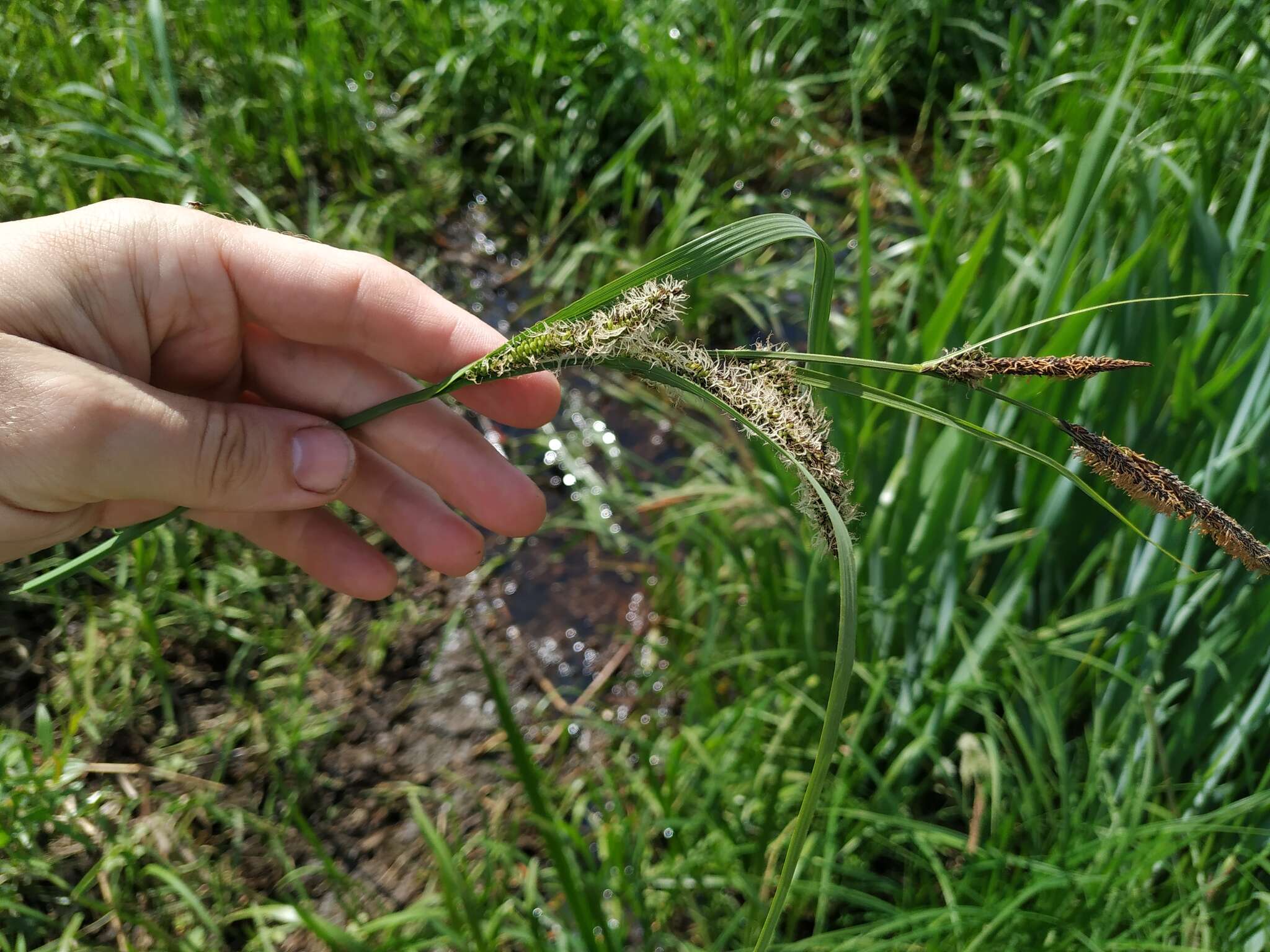 Carex acuta L. resmi