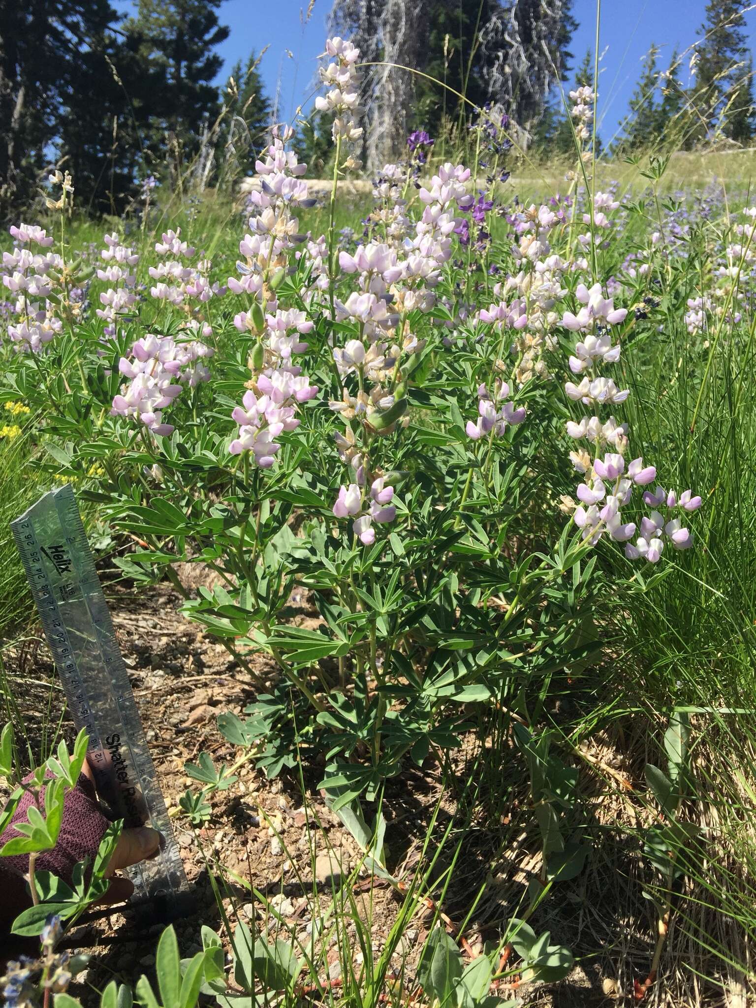 Image of broadleaf lupine