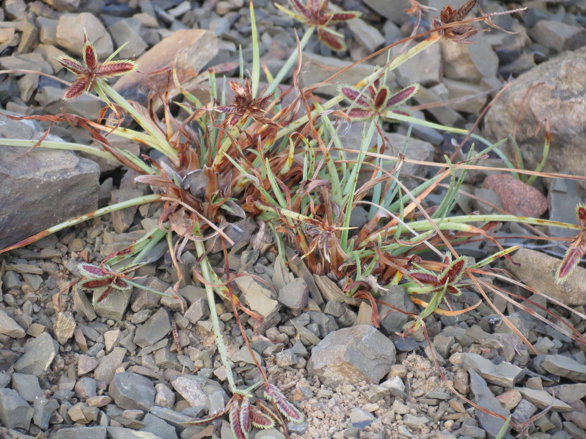 Image of Cyperus rubicundus Vahl