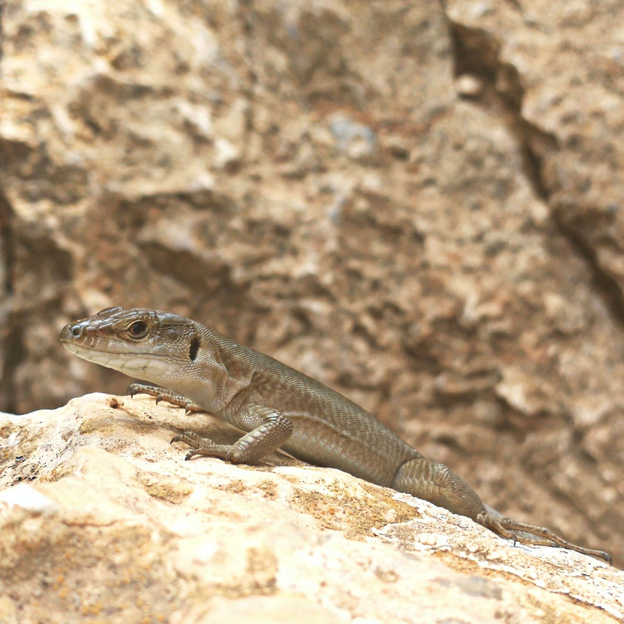 Image of Podarcis siculus tyrrhenicus (Mertens 1932)