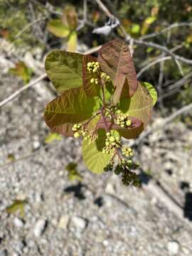 Imagem de Cotinus obovatus Raf.