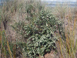 Image of Pimelea orthia subsp. protea C. J. Burrows & Thorsen