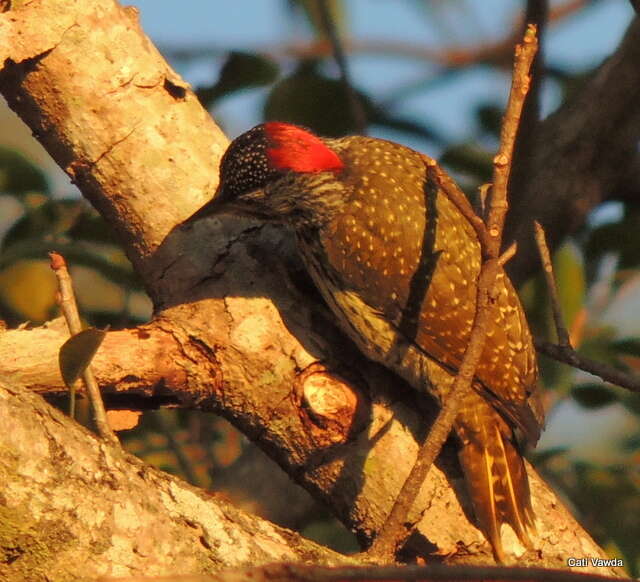 Image of Golden-tailed Woodpecker