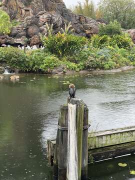 Plancia ëd Anhinga anhinga leucogaster (Vieillot 1816)