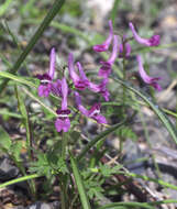 Image of Corydalis decumbens (Thunb.) Pers.