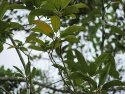 Image of Euphorbia tetraptera Baker