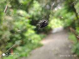 Image of Doria's Spiny Spider