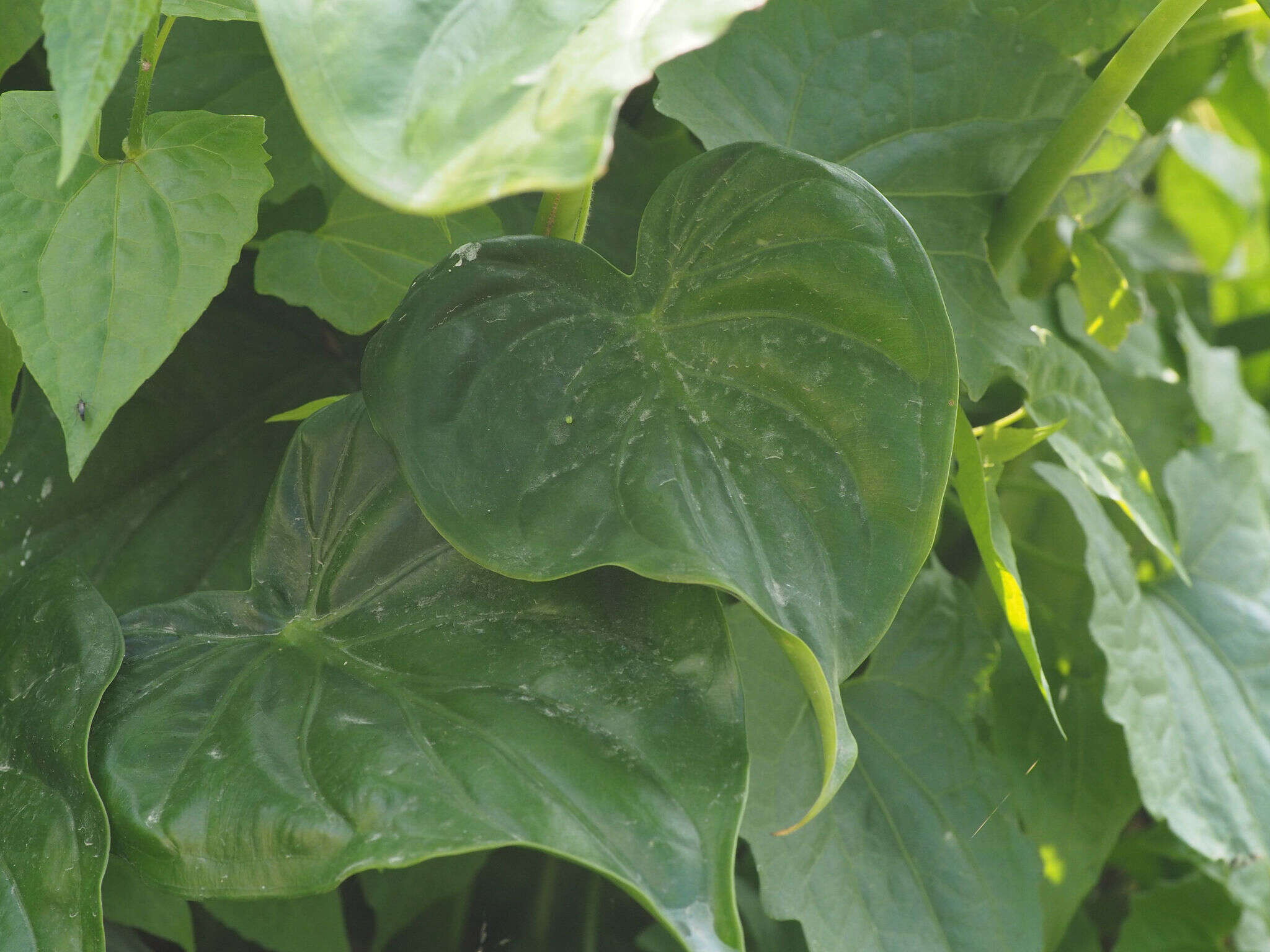 صورة Alocasia cucullata (Lour.) G. Don