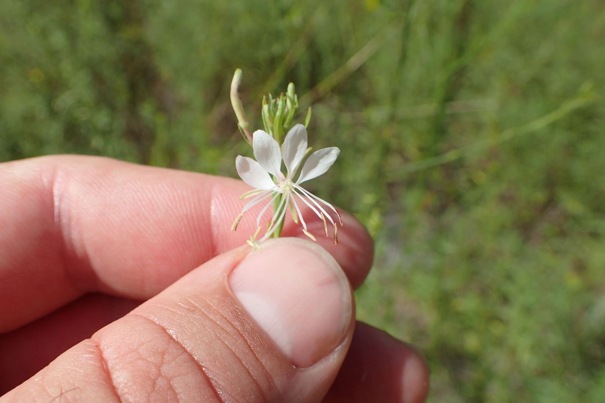 Imagem de Oenothera filiformis (Small) W. L. Wagner & Hoch