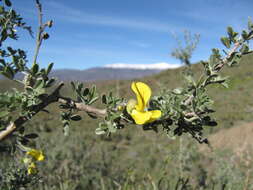 Image of Wiborgiella argentea