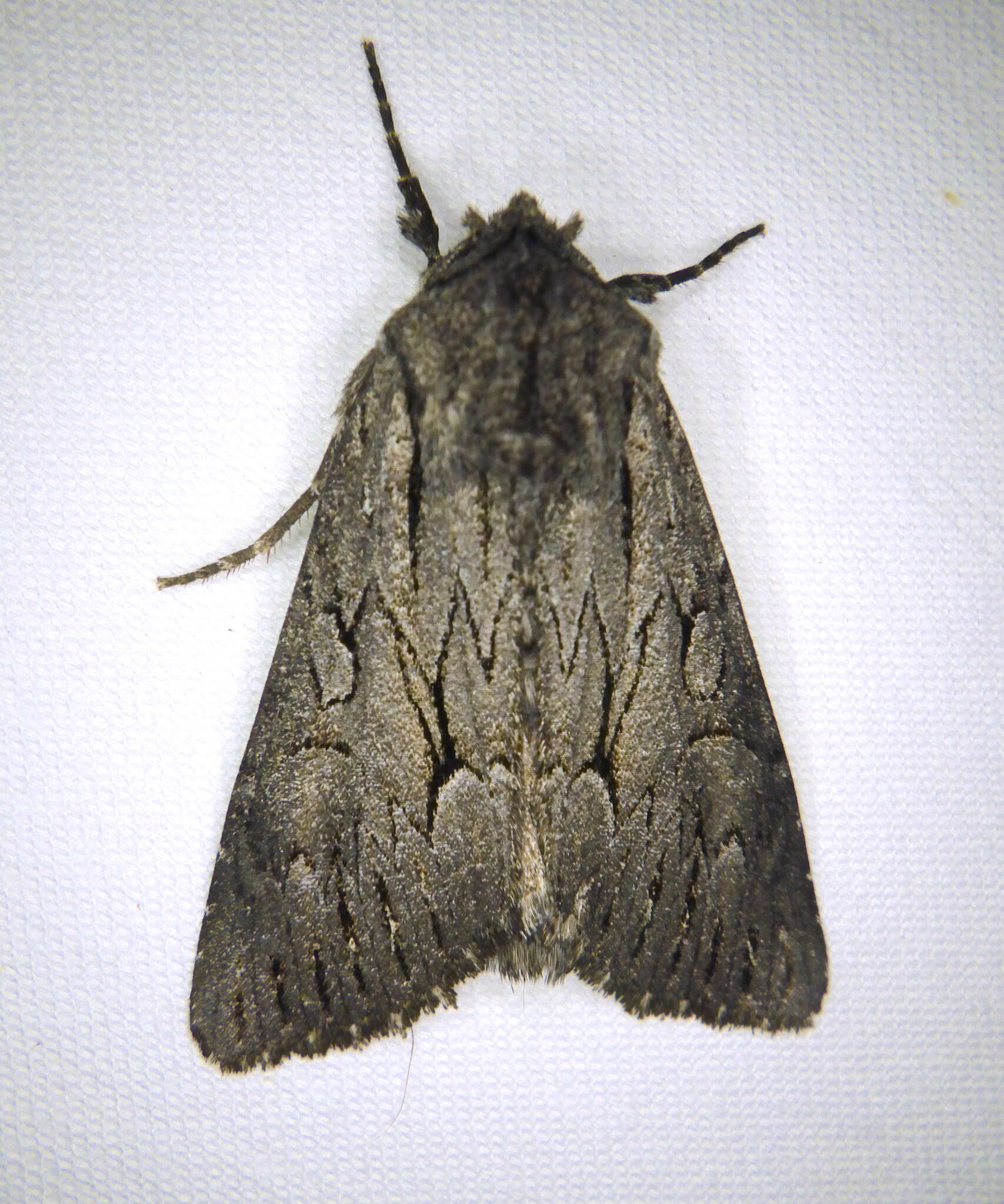 Image of Dark Grey Fishia Moth