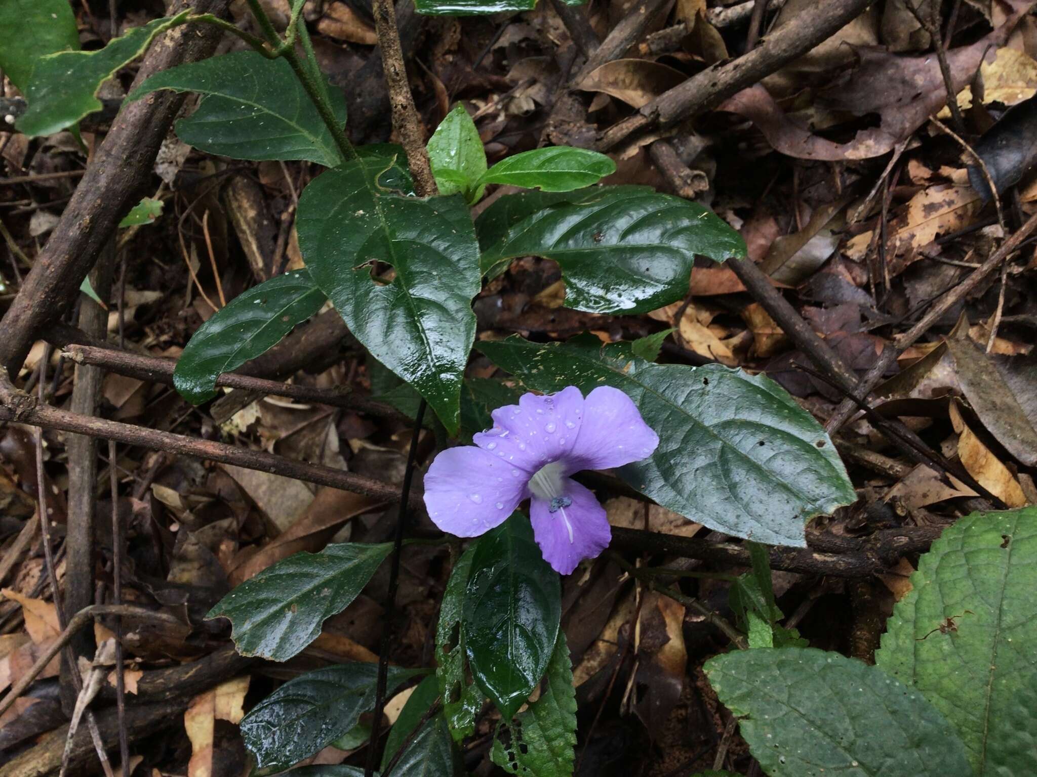 صورة Barleria strigosa Willd.