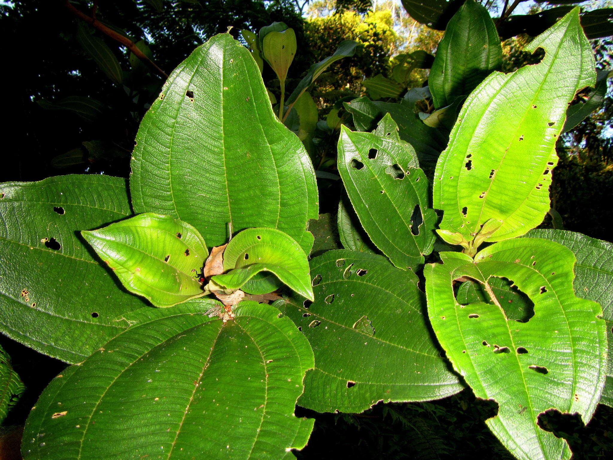 Image of Dichaetanthera cordifolia Baker