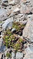 Image of Gentianella serotina (Cockayne) T. N. Ho & S. W. Liu