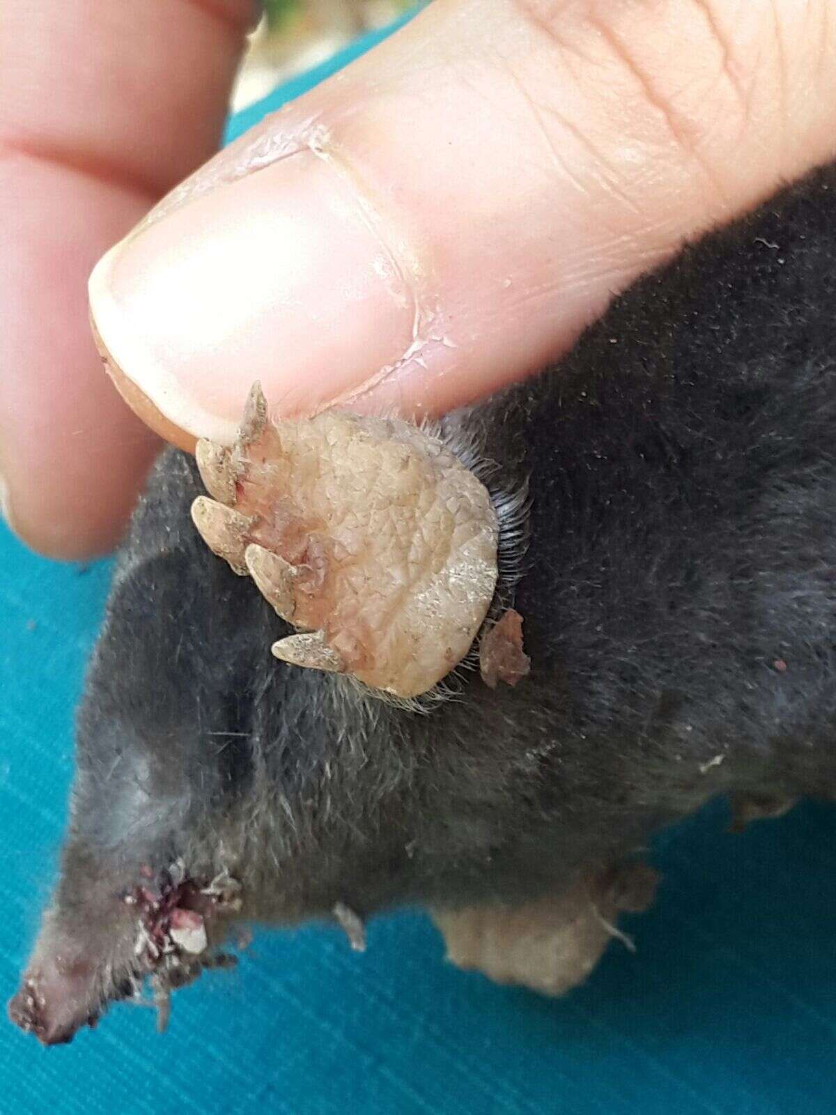 Image of Blind Mole