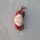 Image of swamp ghost crab