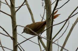 Image of Pallid Spinetail