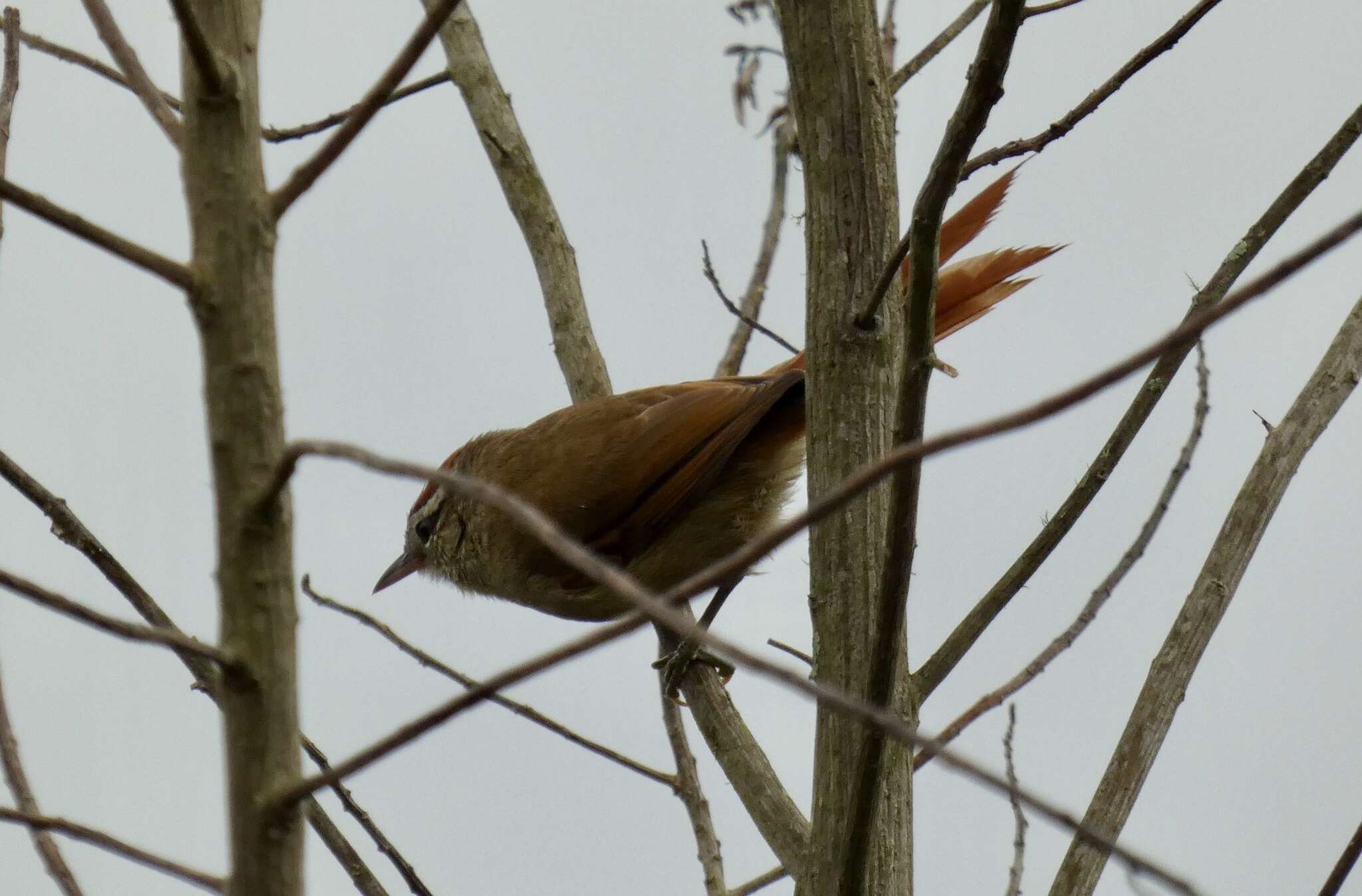 Image of Pallid Spinetail