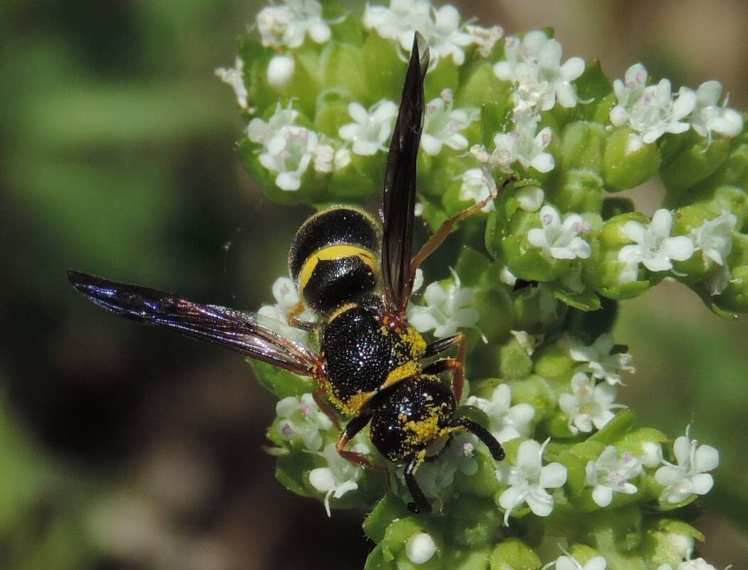 Euodynerus foraminatus (de Saussure 1853)的圖片