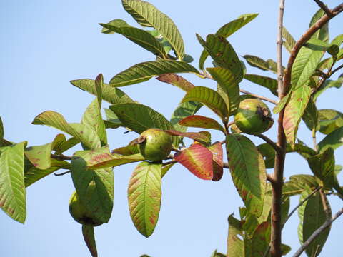 Image of guava