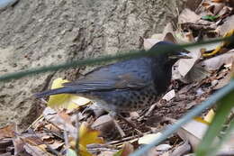 Image of Janpanese Thrush