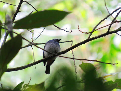 Image de Eumyias indigo ruficrissa (Salvadori 1879)