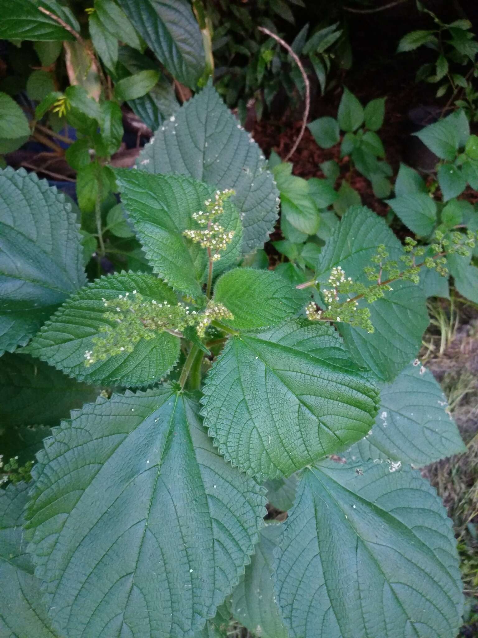 Image of West Indian woodnettle