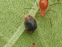 Image of Scymnus (Pullus) louisianae J. Chapin 1973