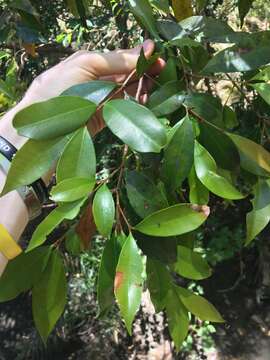 Image of Syzygium oleosum (F. Müll.) B. P. M. Hyland