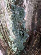 Image of coccocarpia lichen