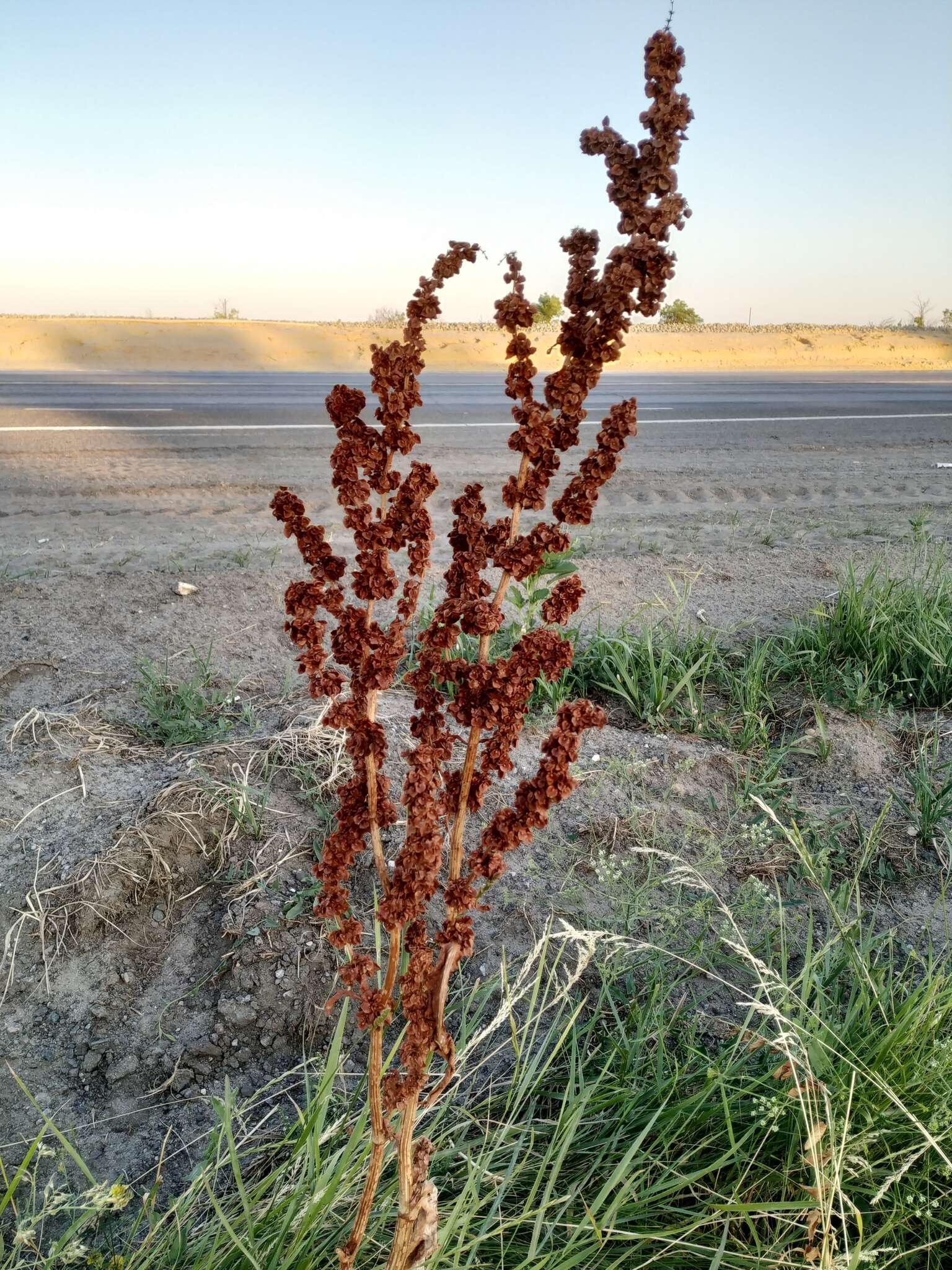 Image of Rumex patientia subsp. orientalis Danser